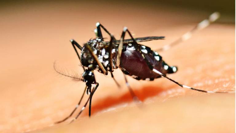 Descubren proteína responsable del desarrollo del dengue hemorrágico