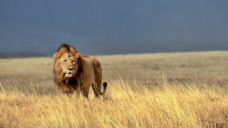 Peligra el "Rey de la Sabana"