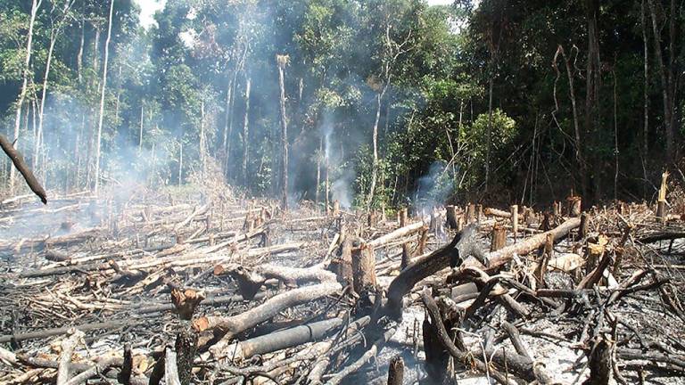 La deforestación amenaza la mitad de las especies de árboles en la Amazonía