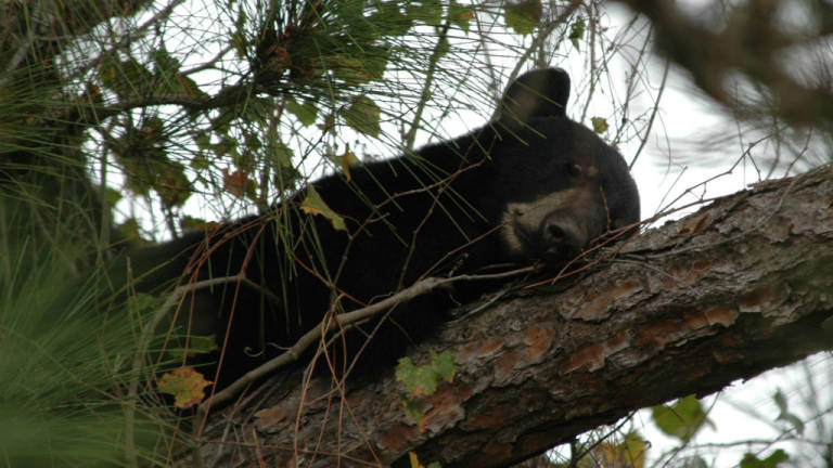 Unos 300 osos muertos tras polémica temporada de caza en Florida
