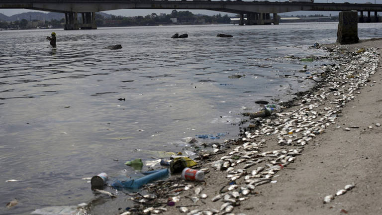 Peces muertos adornan la bahía de Río, sede olímpica