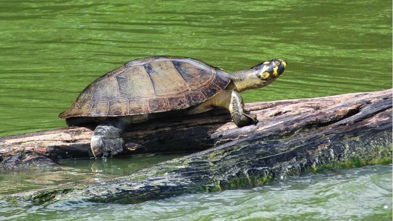 Liberan a miles de tortugas en reserva de la Amazonía