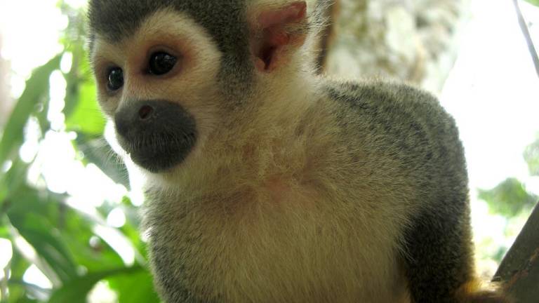 Hombre fue detenido intentando vender una especie protegida