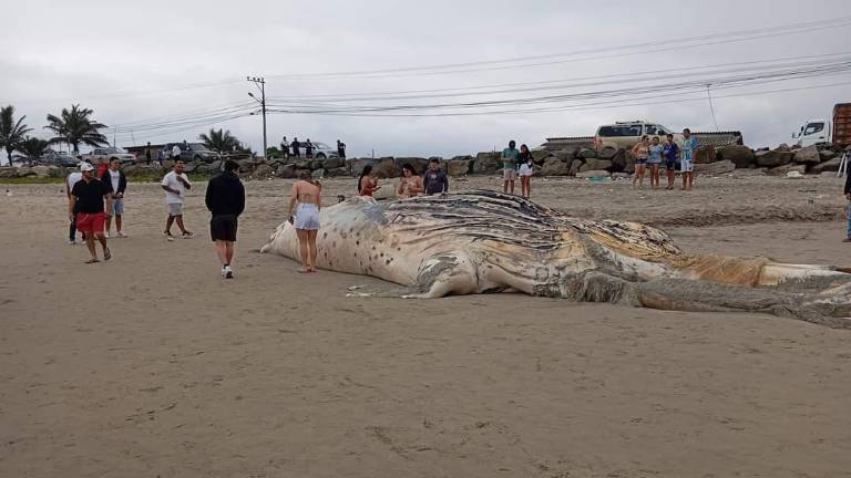 Turistas y moradores contemplan la ballena varada en la playa de Monteverde, en la provincia de Santa Elena.