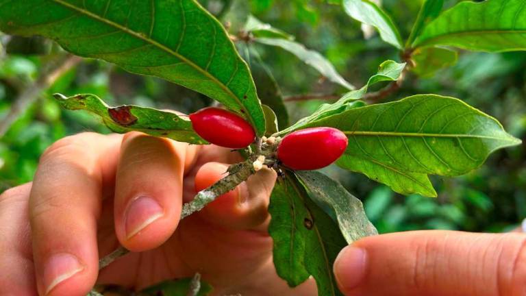 La historia de la fruta milagrosa de Ecuador que fue usada en la pandemia y ahora conquista varios países