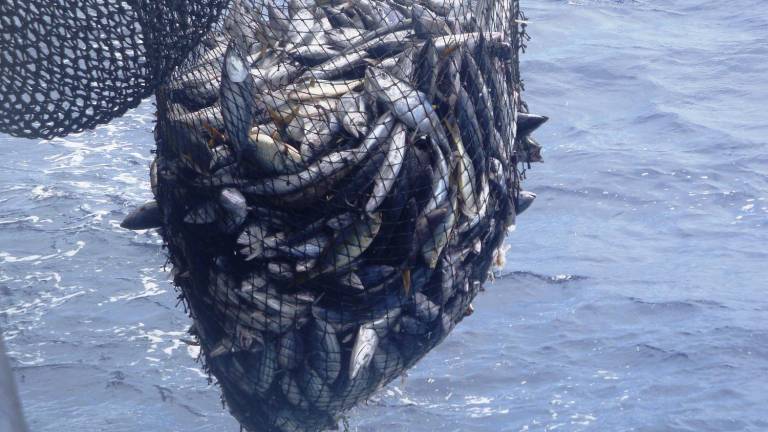 La flota atunera ecuatoriana respeta las medidas de ordenamiento para la captura de la especie y ejecuta acciones para reducir la pesca incidental.