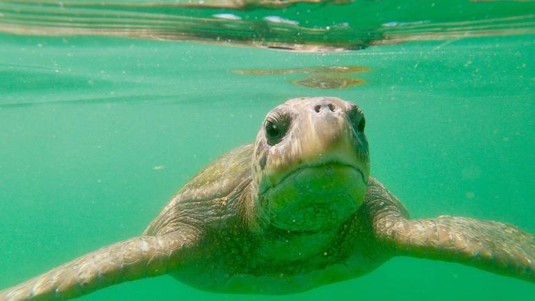 Guardianes del Pacífico: articulación regional para proteger el viaje de las tortugas marinas