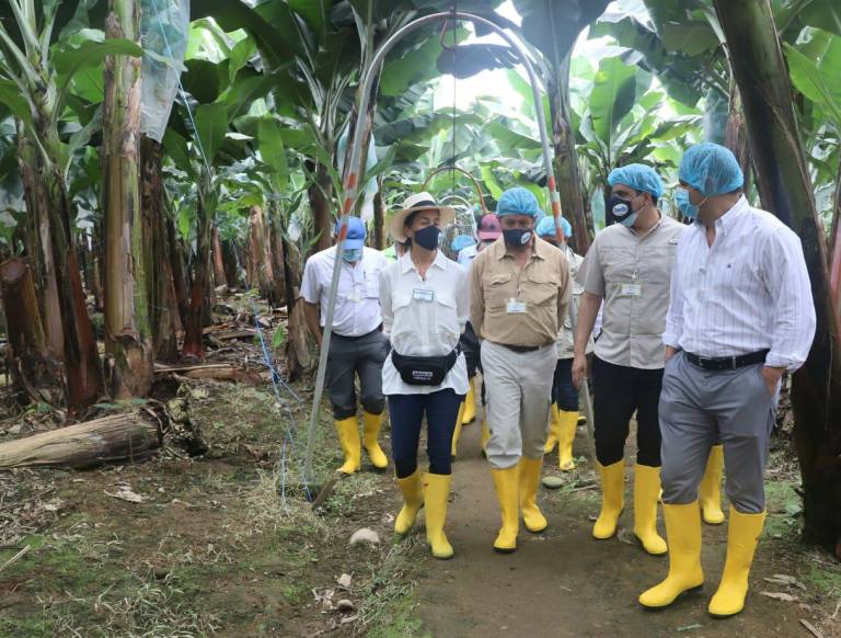 $!La delegación diplomática recorrió algunas zonas agrícolas de Los Ríos y El Oro para constatar la producción de productos como banano.