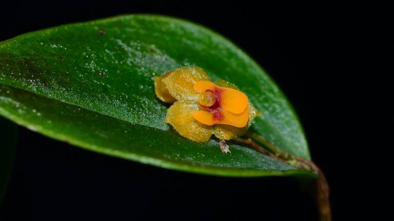 Cinco nuevas especies de orquídeas fueron descubiertas en Ecuador