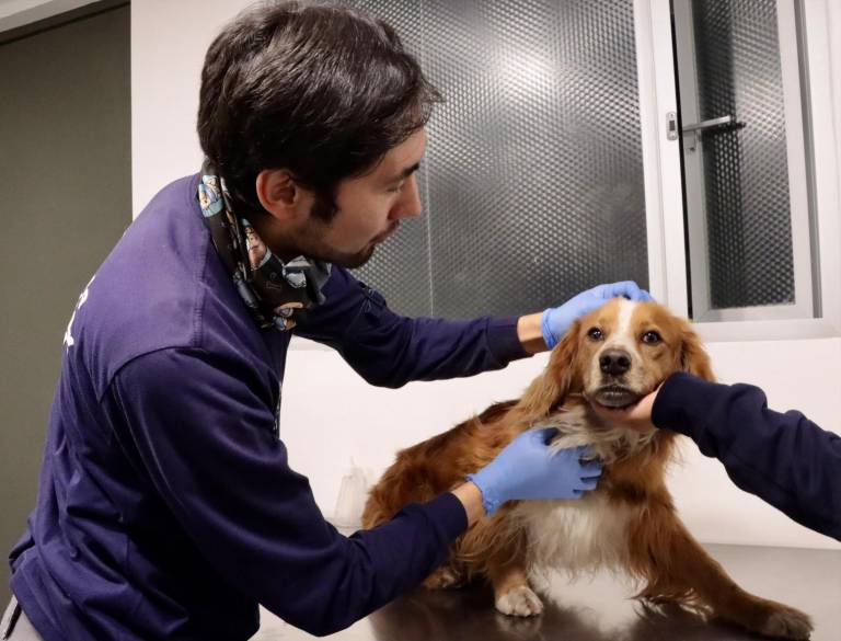 $!El can en el Centro de Atención Veterinaria, Refugio y Acogida Temporal Quito Sur de la UBA.