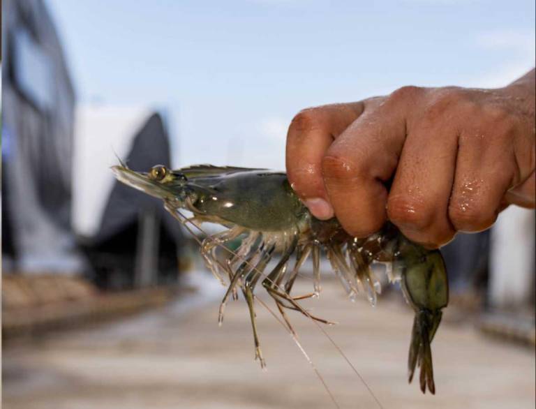 $!Los reproductores de Aquagen provienen de sus camaroneras y son seleccionados bajo rangos de crecimiento y supervivencia.