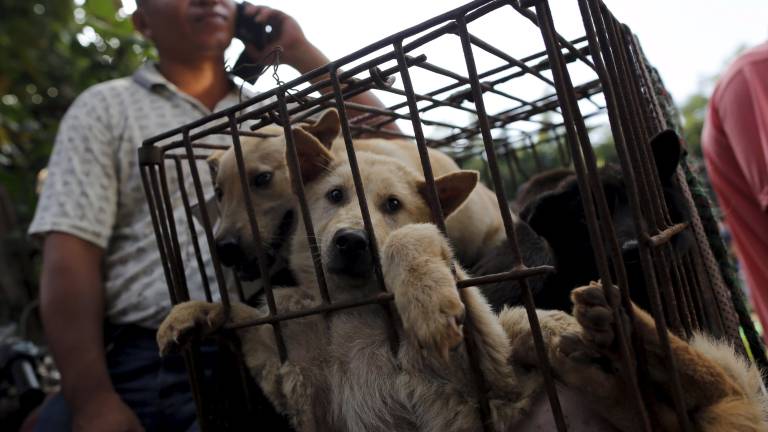 Activistas protestan ante Festival de carne de perro en China