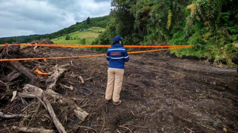 Multan con más de USD 337.000 a propietario por talar 70 árboles nativos en el sur de Quito