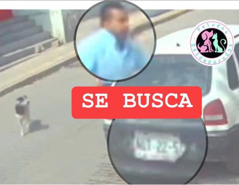 $!Hombre arroja a perro en aceite hirviendo en México