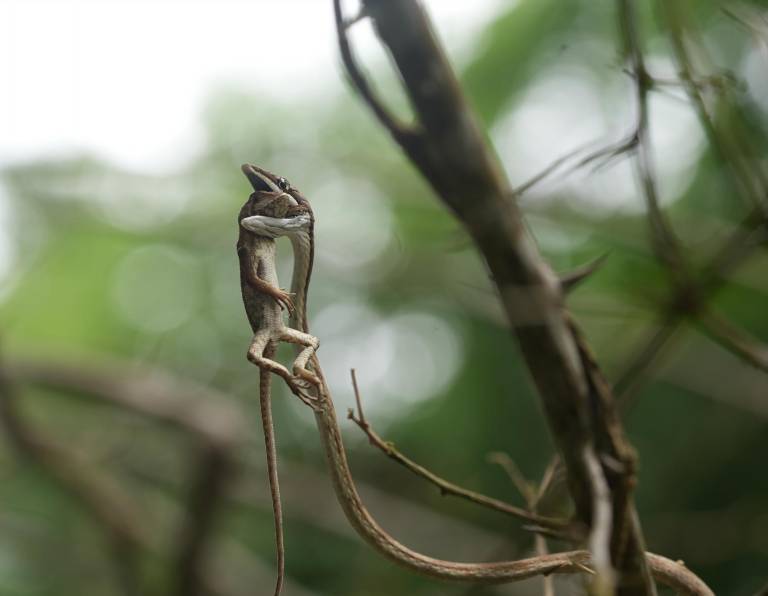 $!La fotografía de una serpiente cazando a una lagartija participa en seis reconocidos concursos de fotografía, a nivel internacional.