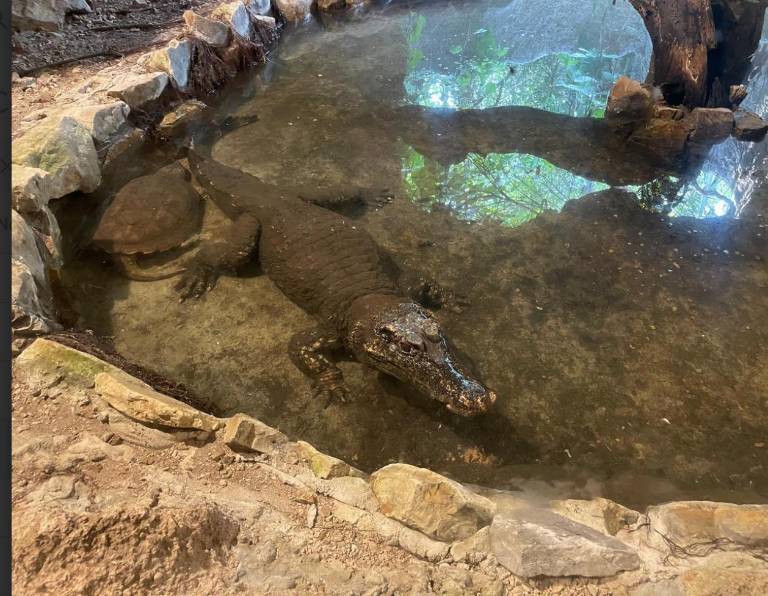 $!Un caimán en un estanque junto a otros animales.