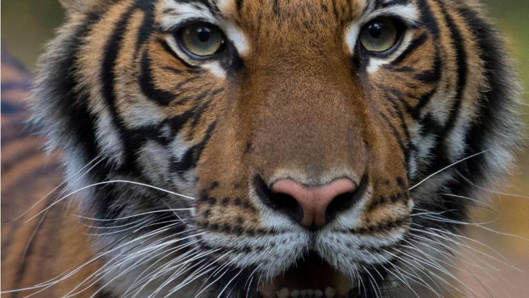 Tigre de un zoológico en Nueva York da positivo por coronavirus