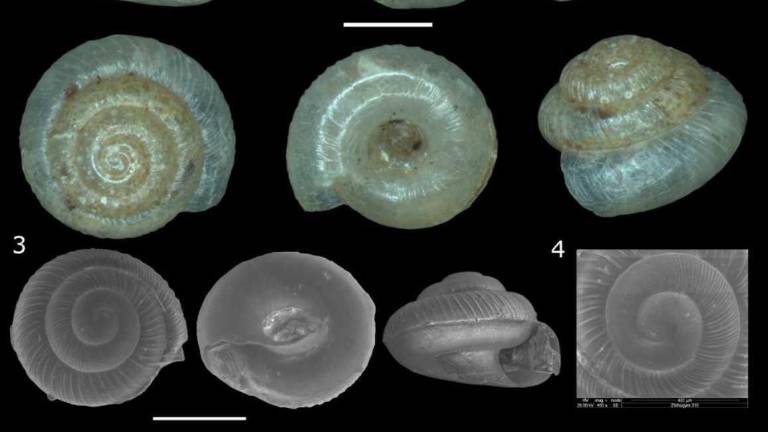 Descubren dos nuevas especies de caracoles microscópicos en Ecuador