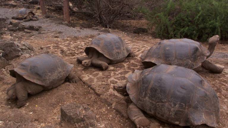 Las tortugas gigantes de las Galápagos prefieren comer plantas invasoras