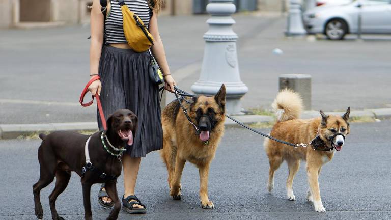 Familia busca niñera para sus perros: pagará más de 100 mil dólares anuales