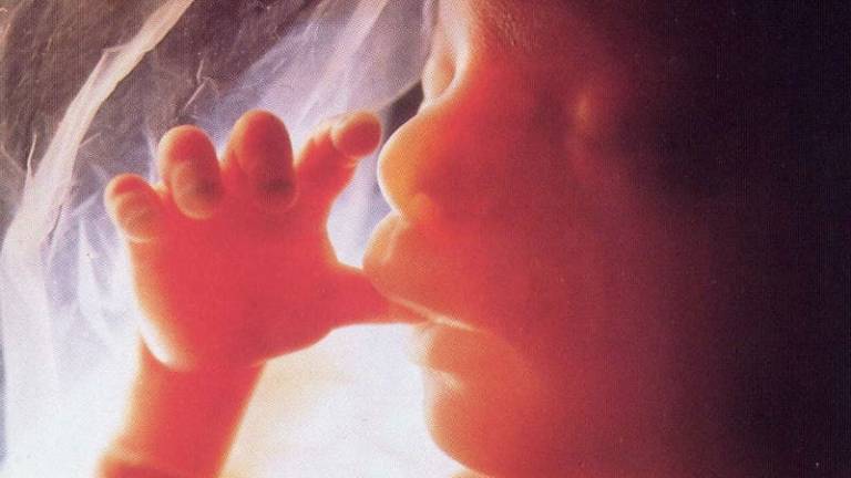 La exposición del feto a contaminantes disminuye la fertilidad en tres generaciones