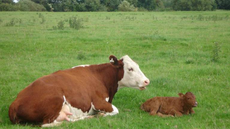 Los animales predicen terremotos por la electricidad ambiental, según estudio