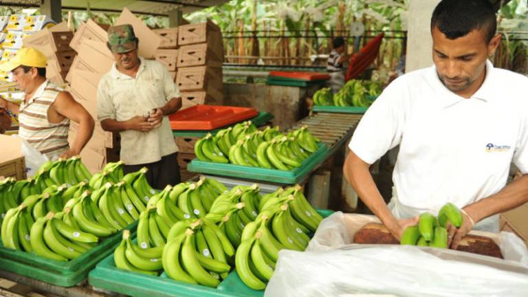 Manual de empleo bananero en Ecuador se adaptaría en otros países