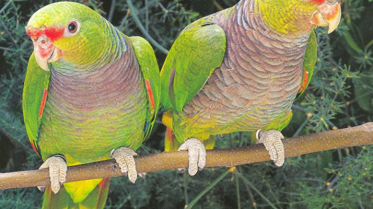 Un papagayo de Brasil, Argentina y Paraguay está en grave amenaza