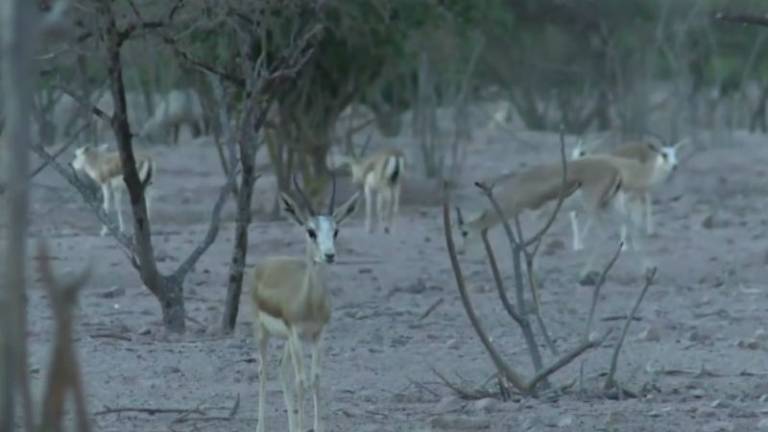 Una isla de Emiratos Árabes se convirtió en un "Arca de Noé"