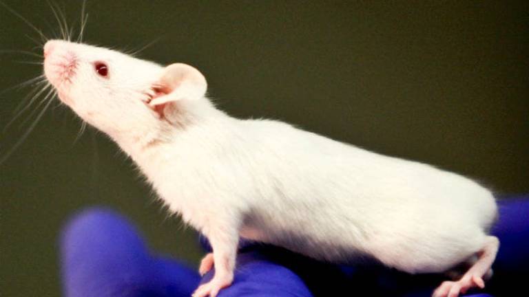 Logran duplicar la vida de ratones con envejecimiento prematuro