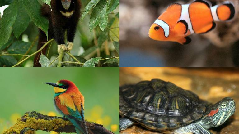 Una de cada seis especies de animales está amenazada por el calentamiento global