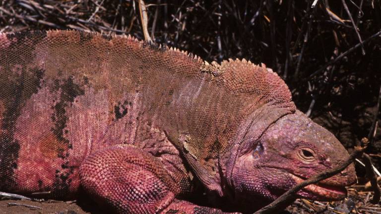 Área de influencia del volcán Wolf acoge a la &quot;única población de iguanas rosadas del mundo&quot;