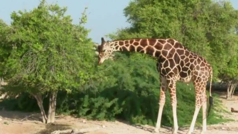 Una isla de Emiratos Árabes se convirtió en un "Arca de Noé"