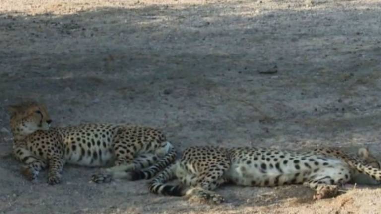 Una isla de Emiratos Árabes se convirtió en un "Arca de Noé"