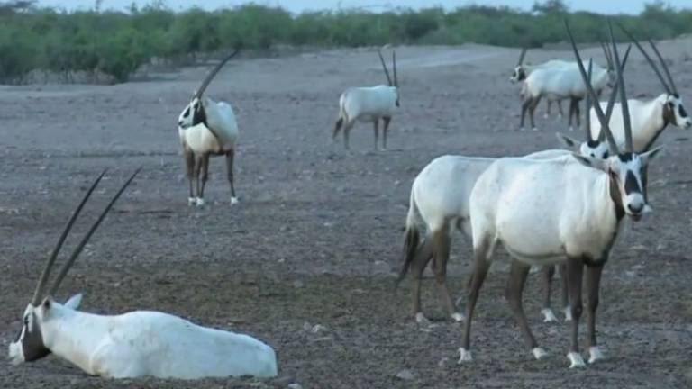 Una isla de Emiratos Árabes se convirtió en un "Arca de Noé"