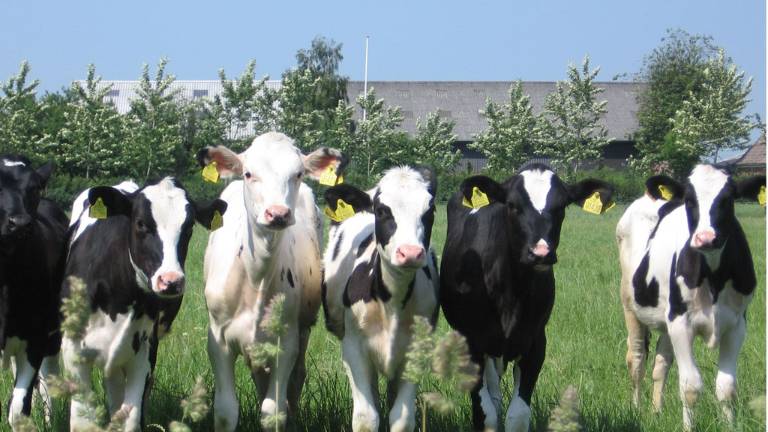 Ecuador es declarado libre de fiebre aftosa