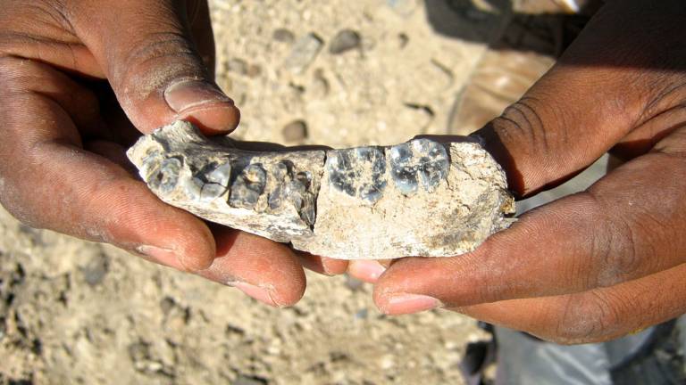 El hallazgo de un fósil retrocede 400.000 años el origen de la especie humana