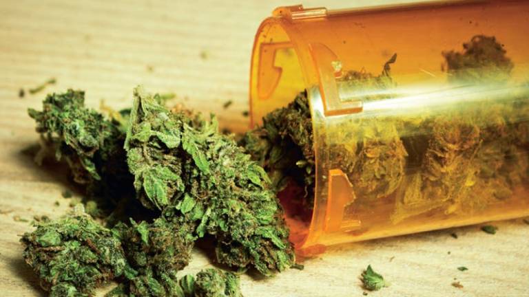 Investigan el uso de la marihuana medicinal en niños con epilepsia severa