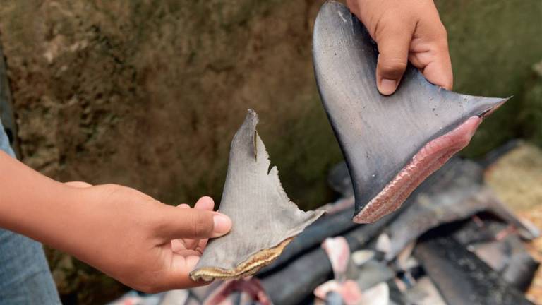 La incontrolable pesca incidental de tiburones