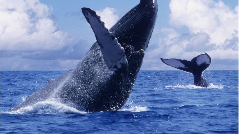 La ballena jorobada se recupera y muchos tipos se libran del peligro de extinción
