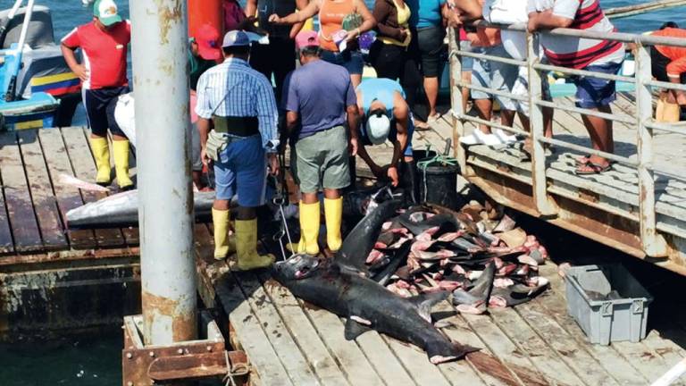 La incontrolable pesca incidental de tiburones