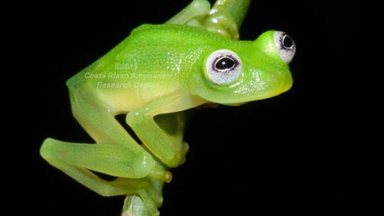 Descubren una nueva especie de "rana de cristal" en Costa Rica