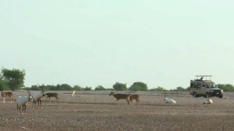 Una isla de Emiratos Árabes se convirtió en un "Arca de Noé"