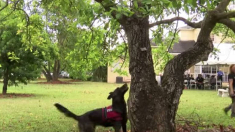 Perros y drones luchan contra un hongo que mata los árboles de aguacate