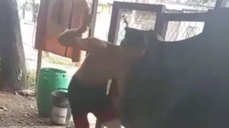 Alcaldesa informa qué pasó tras asesinato del perrito en Guayaquil; fundación advierte de otras formas de violencia