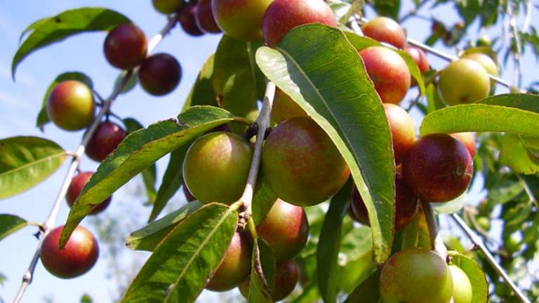 Científicos revelan beneficios para la salud de la fruta amazónica camu-camu