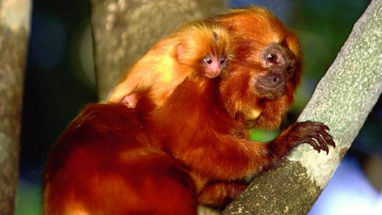 Roban a 17 monos exóticos desde un zoológico en Francia