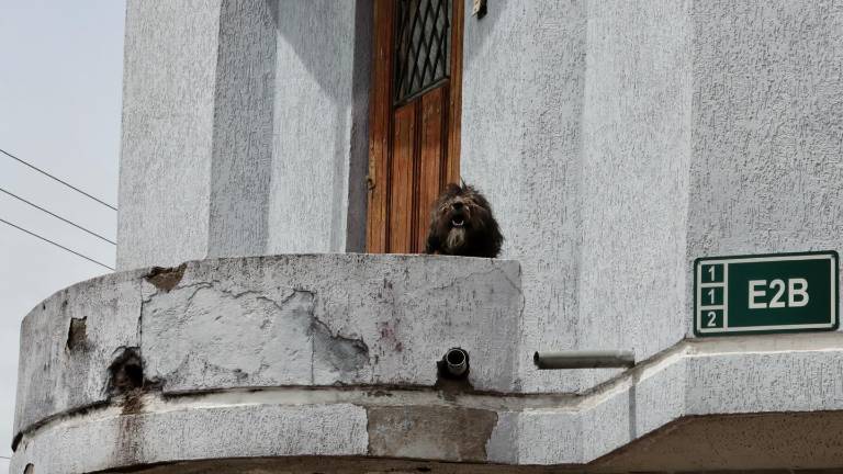 Quito: rescatan a un perro que vivía aislado y descuidado en un balcón