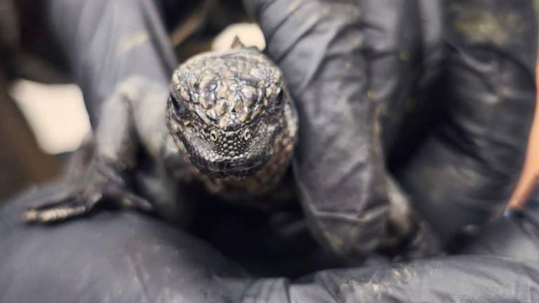 Dictan prisión preventiva para ciudadana rusa por presunto tráfico de 32 iguanas de Galápagos