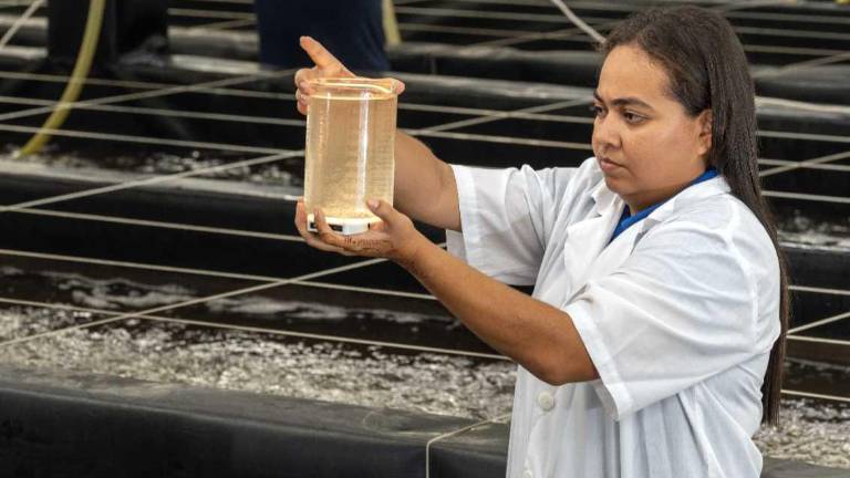 En las áreas técnicas y de laboratorio hay una participación creciente de las mujeres.